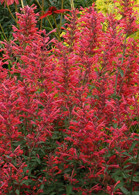 Agastache  'Kudos Coral'